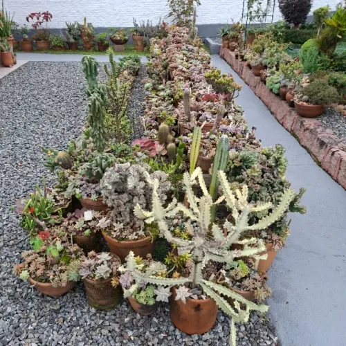 Coleção de Cactos, Suculentas e Euphorbias. Todas envasadas em vasos de barro.