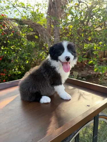 Border collie Filhotes Machos