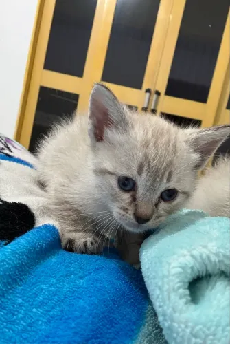 gata doação zona leste