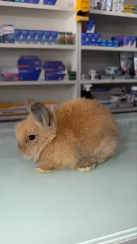 Coelhos Mini Lion