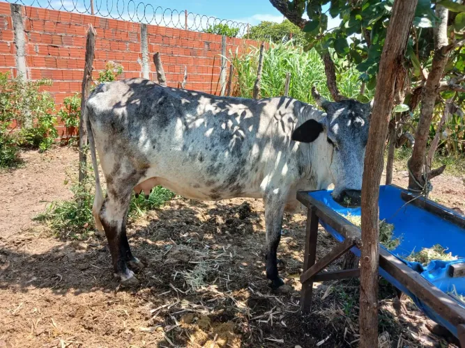 Vaca de 3 cria 