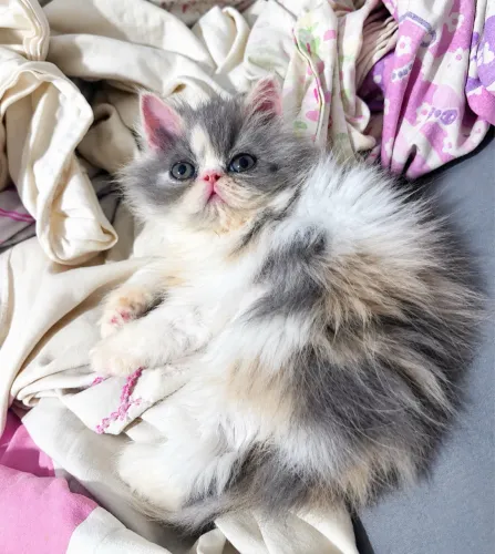 Gata persa tricolor 
