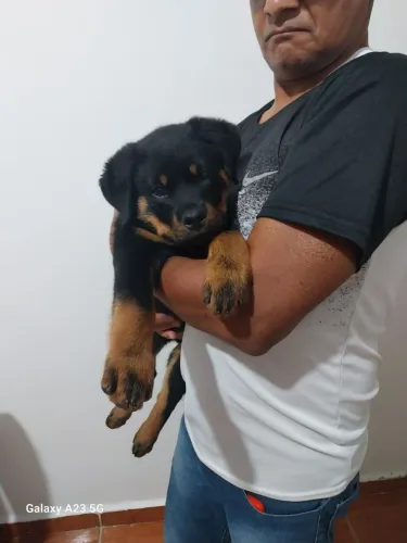 Rottweiler Cachorros Filhotes com Garantia