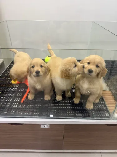 Golden Retriever