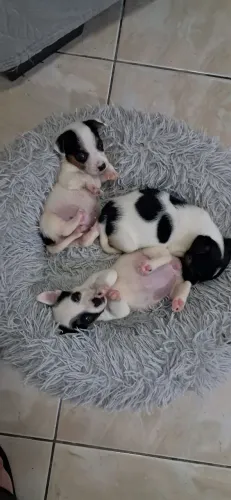 Jack Russel filhotes R$ 1.500,00