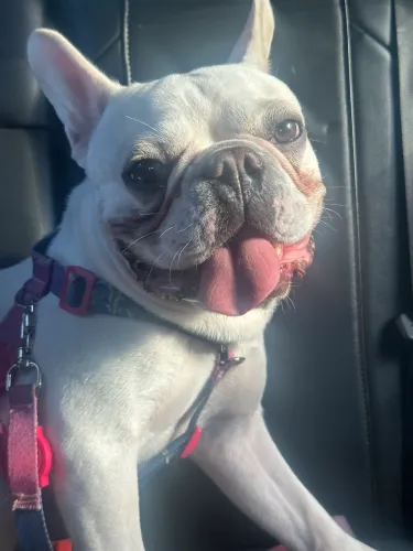 Buldogue francês macho 