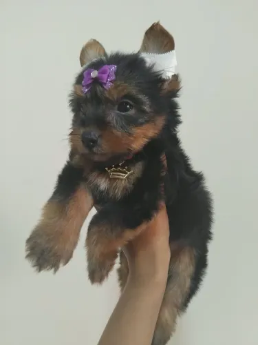 Yorkshire Terrier legítimos minúsculos