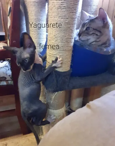 Lindo filhote sphynx