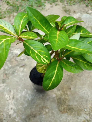 Planta pingo de ouro.Muda no vaso de garrafa pet.