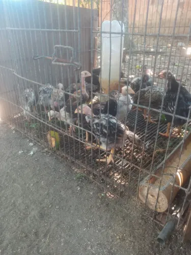 Temos pintinhos de galinha de capoeira para Recria