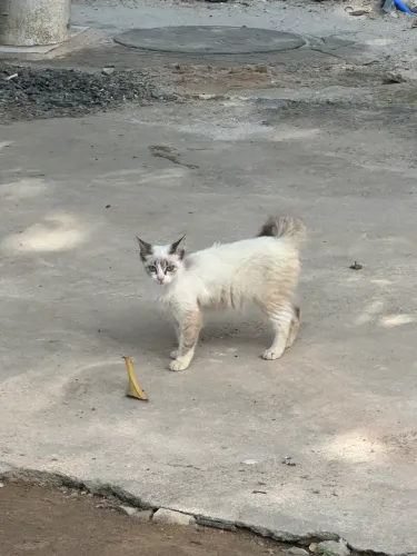 Gata fêmea pra adoção, castração garantida