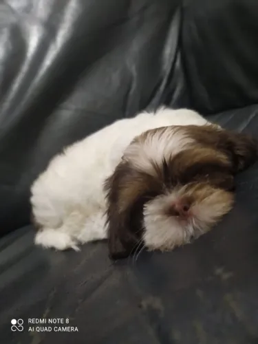 Shitzu Baby
