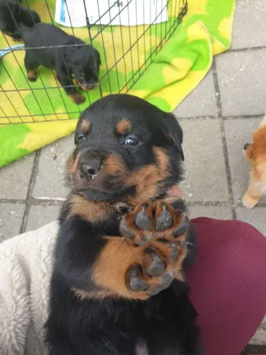Rottweiler O próximo integrante da família pode estar aqui