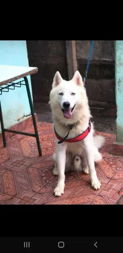 HUSKY SIBERIANO PROCURA NAMORADA 