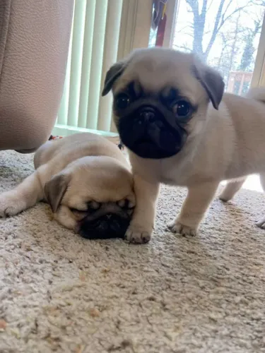 Filhotes de Pug | Filhotes esperando para conhecer suas futuras famílias!