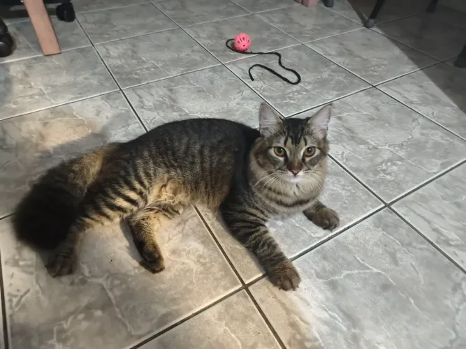 Doação responsável gato macho