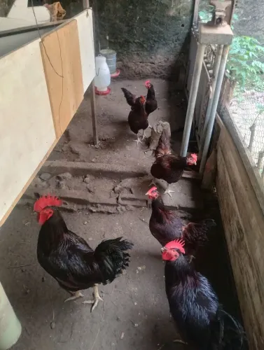Galinha e galo