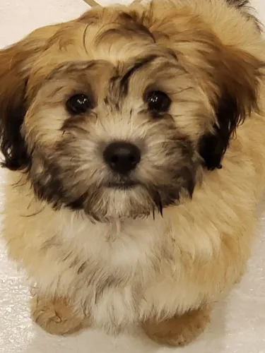 Lhasa Apso Que Traz Uma Presença Inconfundível