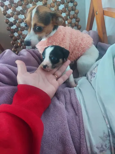 Lindo filhote macho pinscher!