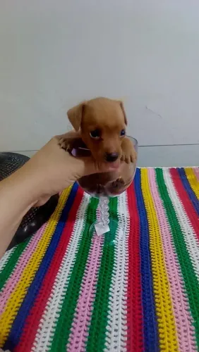 Pinscher zerinho fêmea