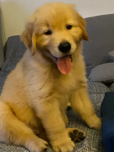 Uma raça Incrível e muito linda , Golden Retriever cães amigos