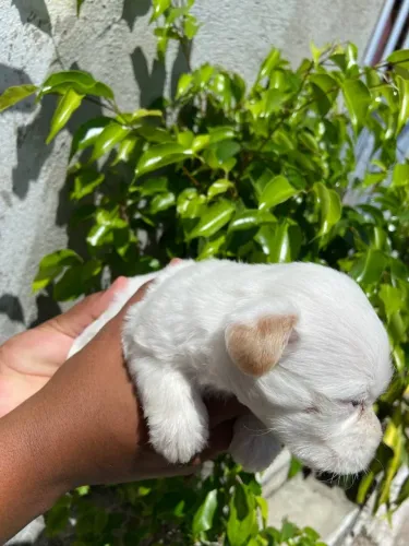 Cachorros Poodle 