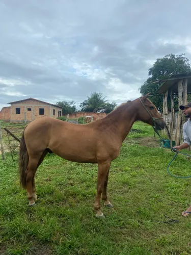 Cavalo de picado