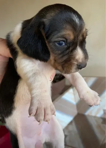 Beagle perfeito para família com crianças