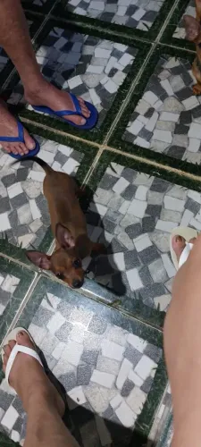 Pinshcer
