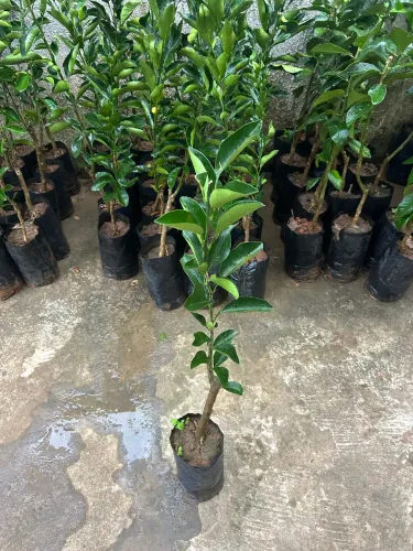 Mudas de laranja,limão e tangerina enxertada