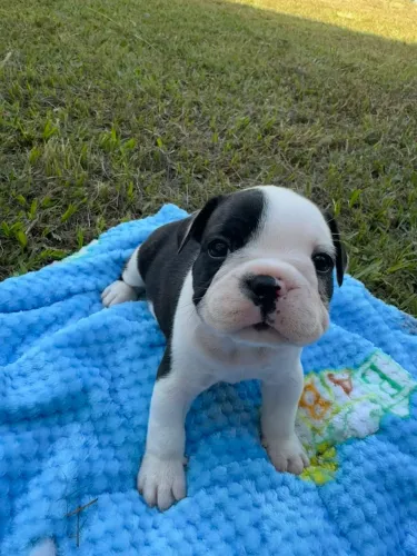 Filhote Buldogue francês