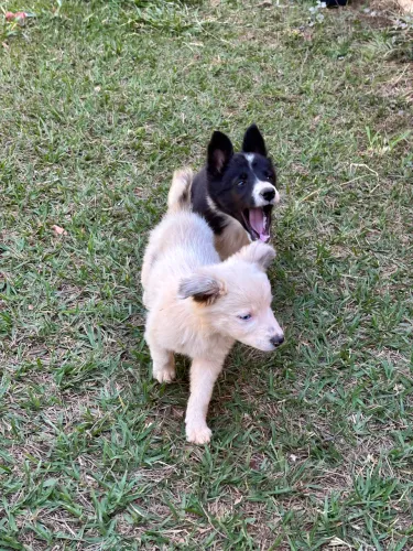 Vende se border collie