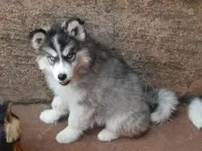 cachorro Huski Siberiano