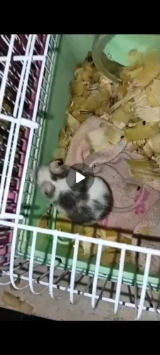 Vendo dois topodongos