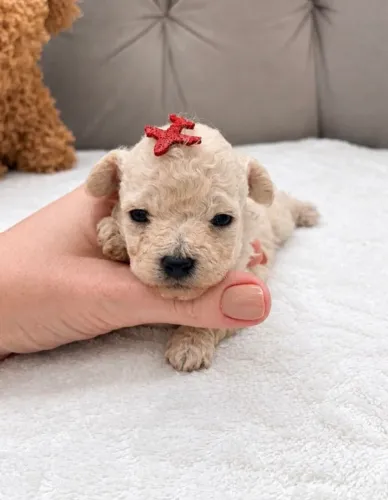 Poodle toy anão