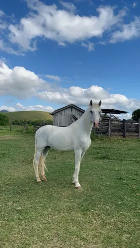 CAVALO MANGALARGA MARCHADOR