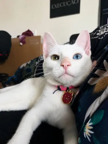 Gata