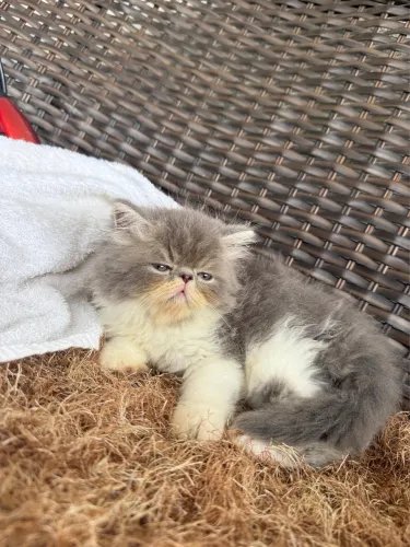 VENDO GATO PERSA SHOW