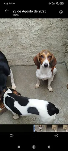 Cachorro  Bicolor/ Amarelo e branco 