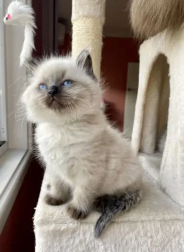 Filhotes de Ragdoll