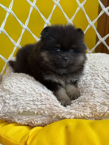 Linda Fêmea de Spitz Alemão Anão Black Tam