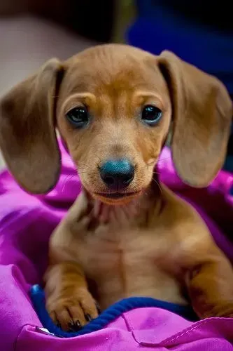 Basset / Teckel / Cofap Alegria Constante