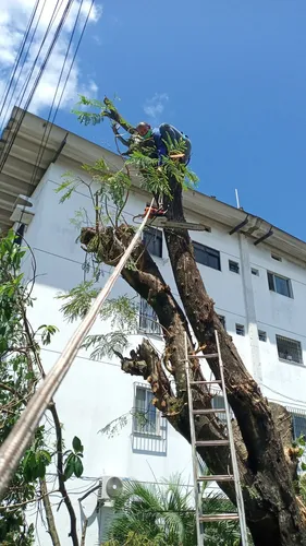 Corte e poda de árvores e coqueiros 