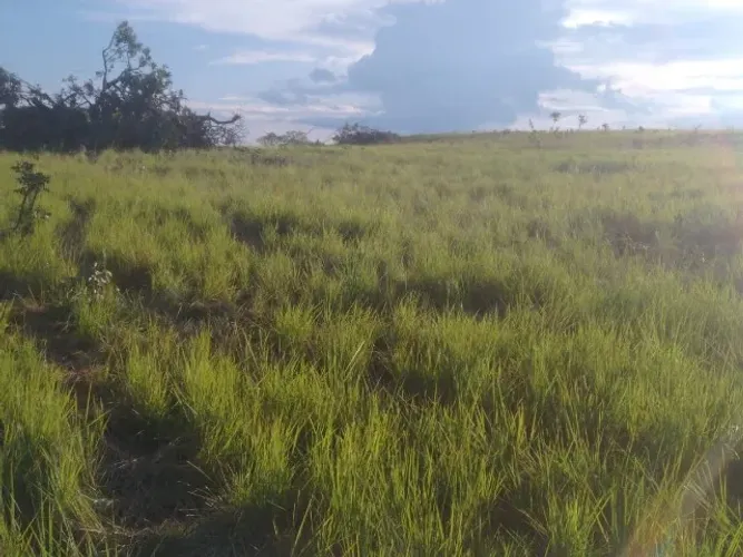 Fazenda de 50 Alqueires a Venda Em Porto Nacional