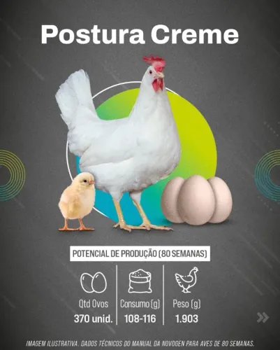 Pintinho Novogen Tinted - Galinha Poedeira de Alta Produção de Ovos
