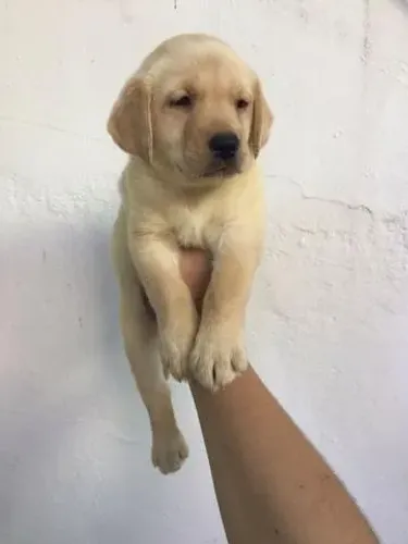 Labrador - Filhote robusto fêmea, com 60 dias 1 dose da V10- Dani
