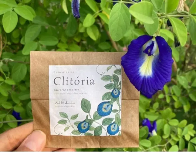 Vendo 30 sementes de Clitoria Tematea 