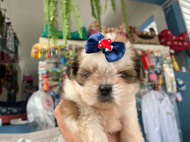 Mega promoção Shih tzu macho tricolor $900,00
