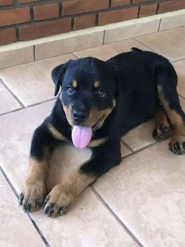 Filhote de Rottweiler no piso 