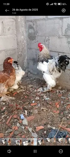 Galinhas Brahmas 
